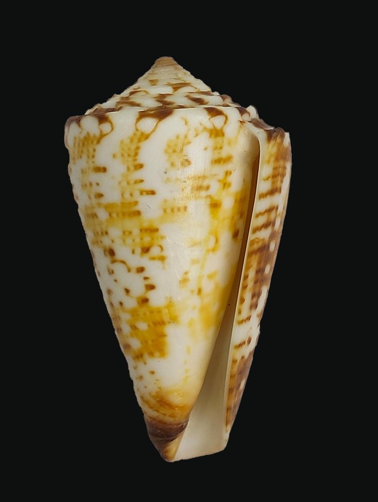 EXTREMELY RARE !! Cone Snail ┼ VERY VERY RARE ┼ Collectible ┼ Skeleton - Conus argillaceus - 0 mm - 0 mm - 5 cm- Non-CITES species -  (1) #1.1