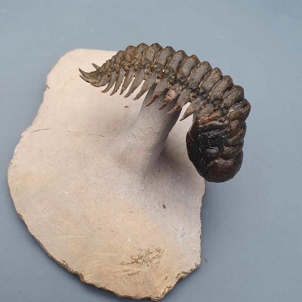 Trilobite - Animal fossilisé - Crotalocephalina gibbus - 6.6 cm - 3.5 cm #2.1