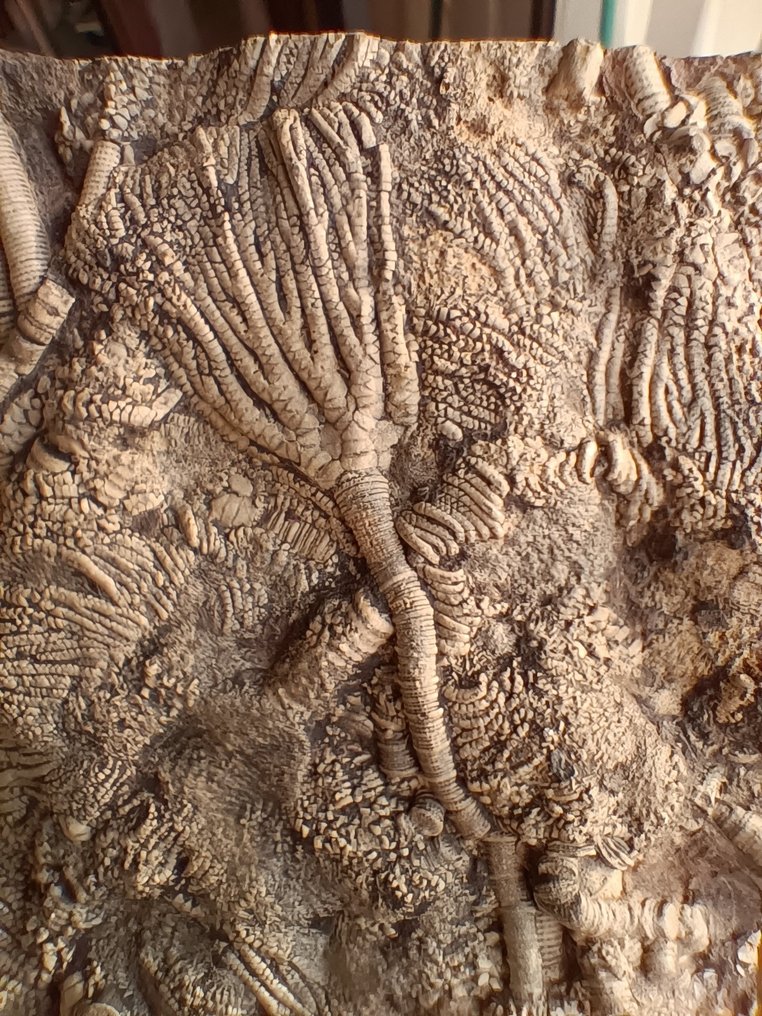 Απολιθωμένη μήτρα - Crinoid - 190 mm - 75 mm #1.0