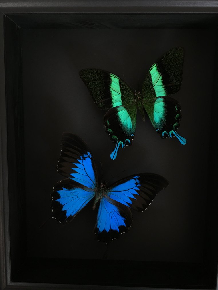 Papilionide Allestimento tassidermico a corpo intero - papilio Blumei et Ulysses - 6 cm - 23 cm - 28 cm - Specie non CITES - 1 #1.0