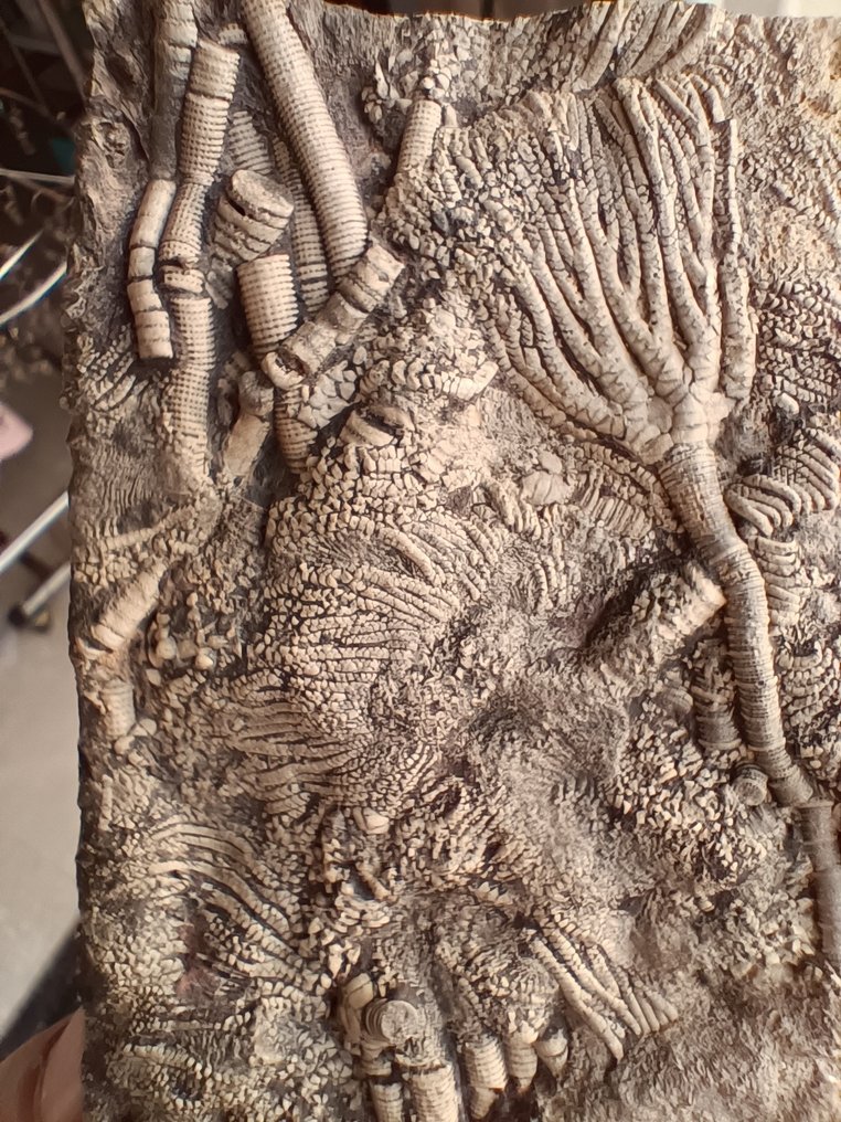 Απολιθωμένη μήτρα - Crinoid - 190 mm - 75 mm #1.0