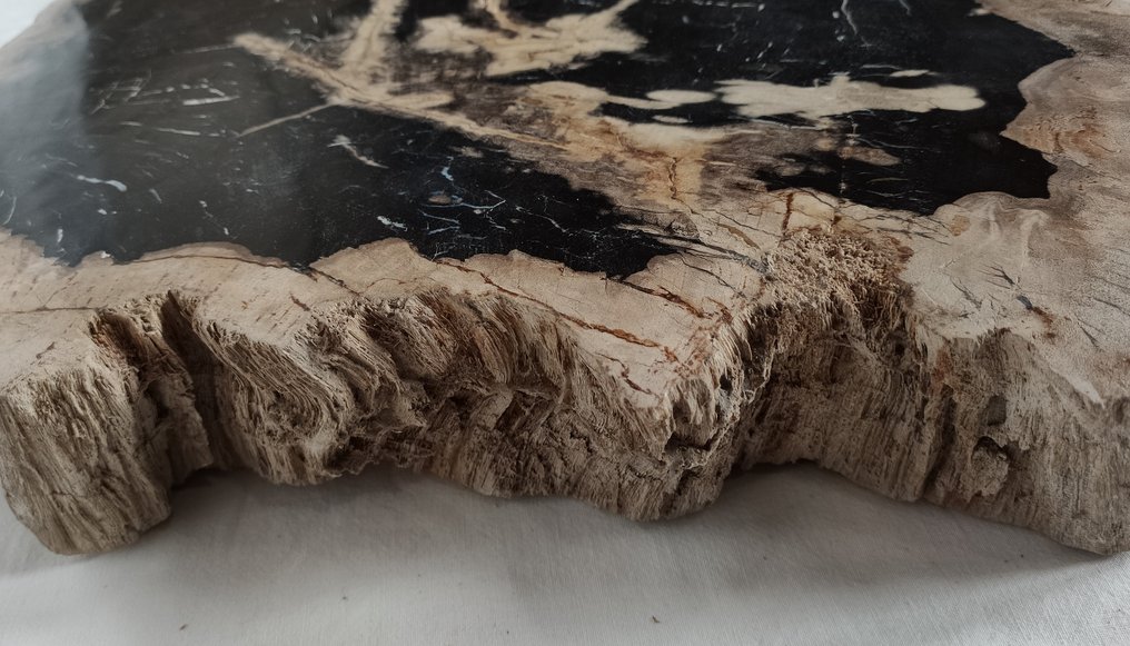 Versteinertes Holz - Versteinertes Holz - diptocarpus - 6 cm - 38 cm #2.1