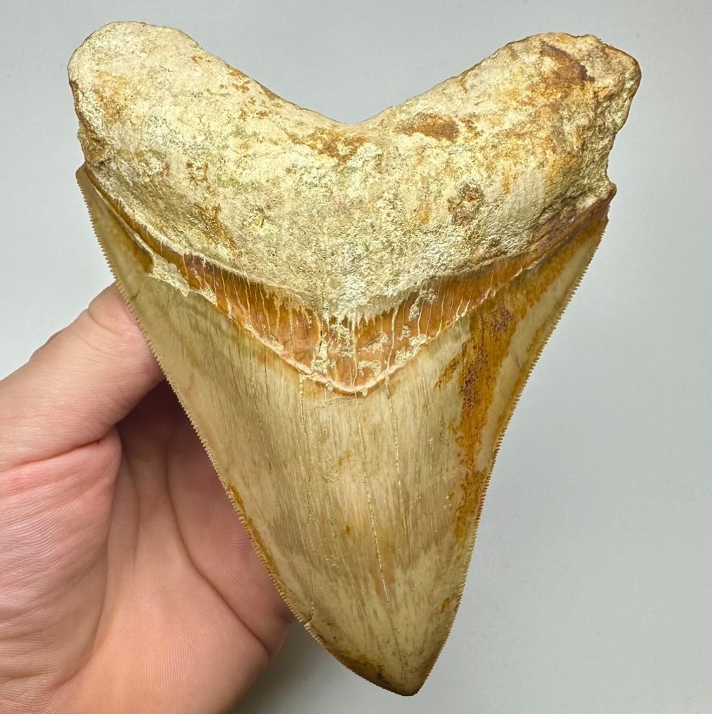 巨牙鯊 - 牙齒化石 - 13 cm - 10 cm #1.1