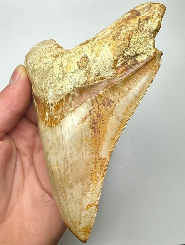 Megalodon - Fossiiliset hampaat - 13 cm - 10 cm #2.1