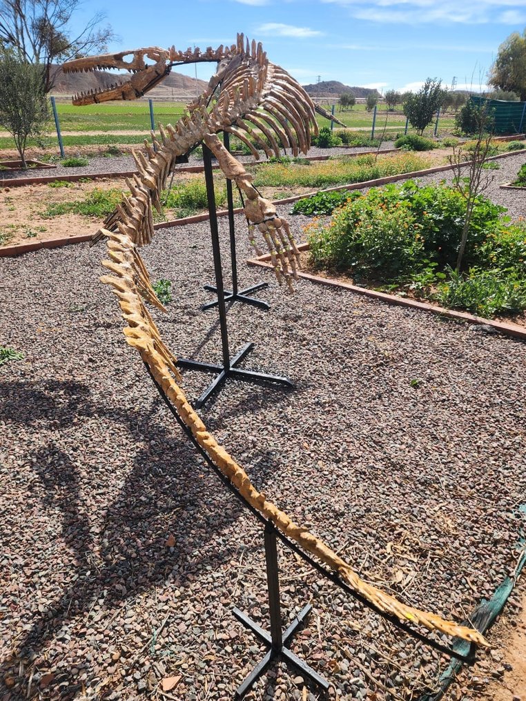 滄龍 - 骨骼化石 - 4.5 m #1.1