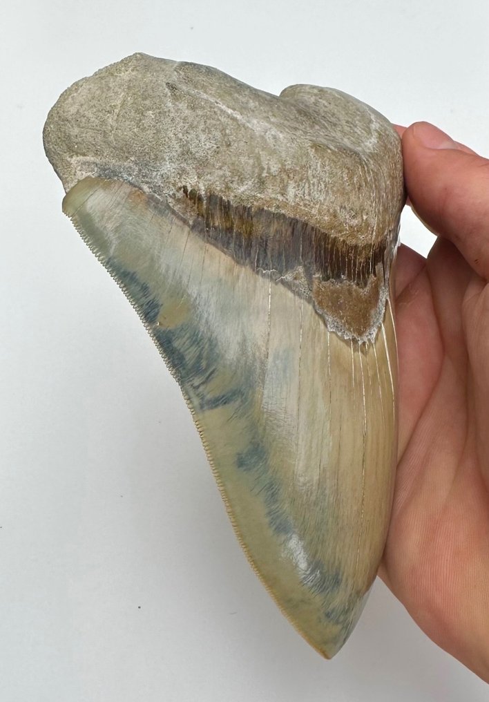 巨齿鲨 - 牙齿化石 - 14 cm - 10 cm #2.1