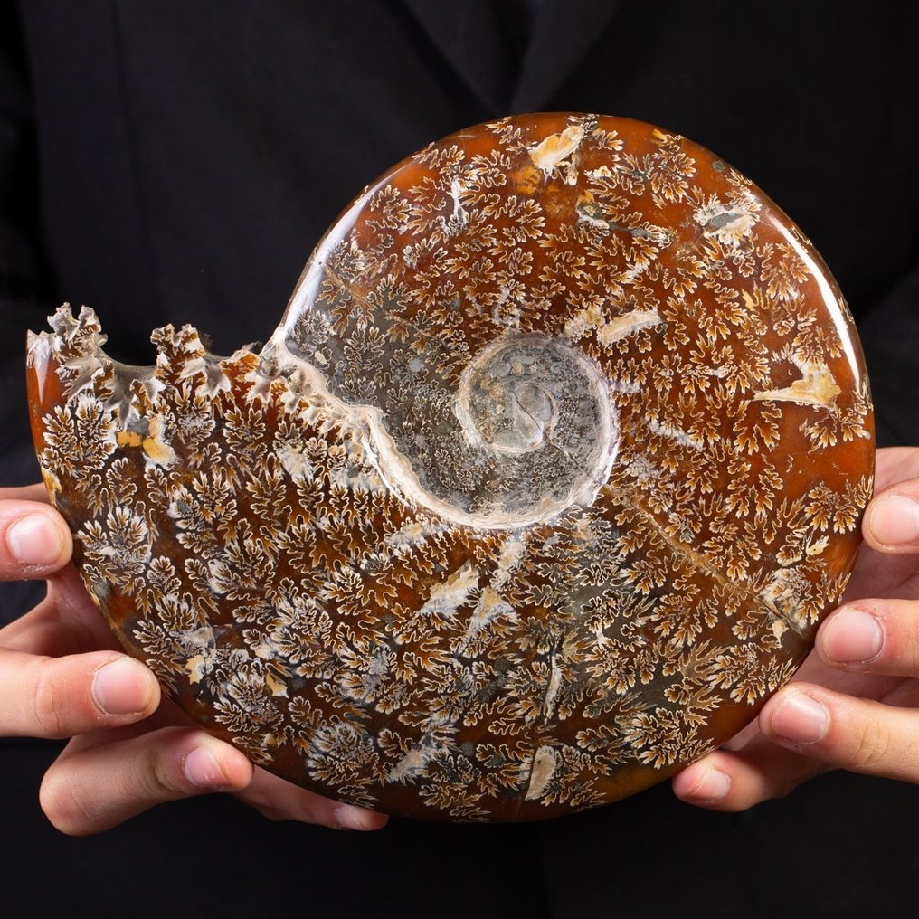 Ammonite - Απολιθωμένο κέλυφος - Aioloceras (Cleoniceras) sp. - 20 cm #1.1