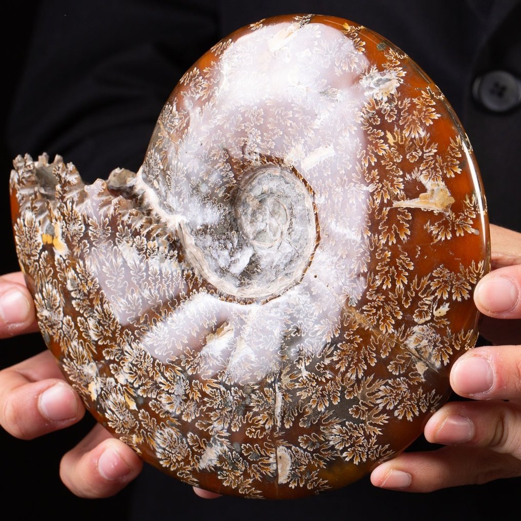Ammonite - Απολιθωμένο κέλυφος - Aioloceras (Cleoniceras) sp. - 20 cm #2.1