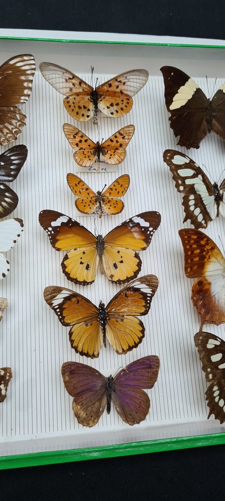 Mixed Butterflies Collection - South America and other origin - (39X26 cm)  - Dioraama Papilionoidea sp  - - 1970-1980 #2.2