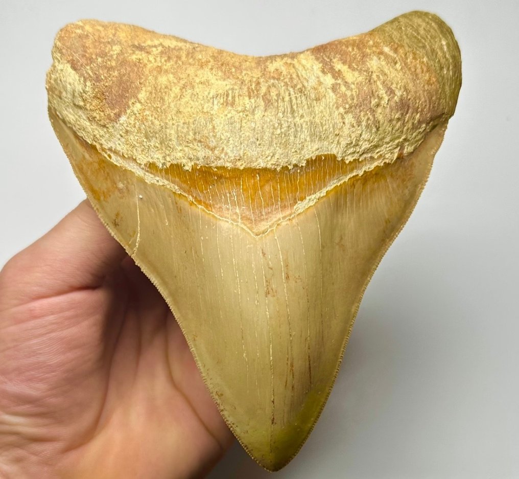 巨齿鲨 - 牙齿化石 - 14 cm - 11 cm #1.1