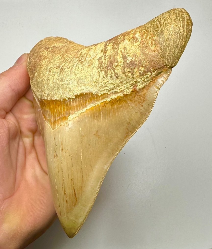 巨齿鲨 - 牙齿化石 - 14 cm - 11 cm #2.1