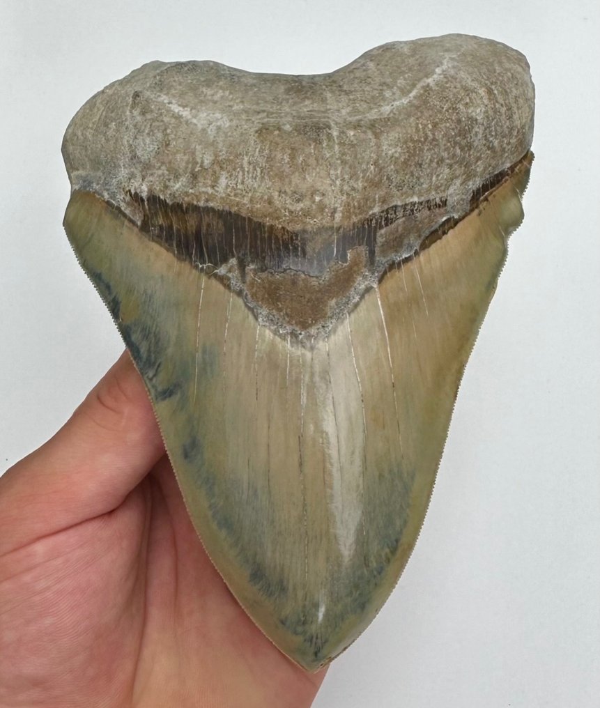巨齿鲨 - 牙齿化石 - 14 cm - 10 cm #1.1