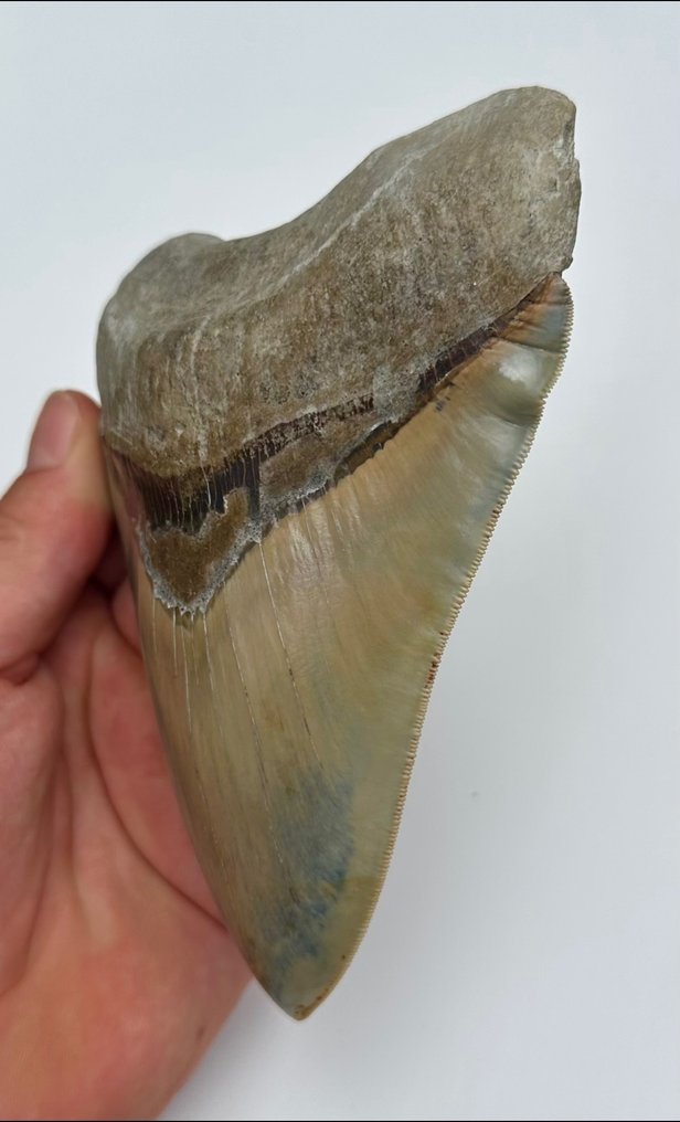 Megalodon - Skamieniały ząb - 14 cm - 10 cm #1.2