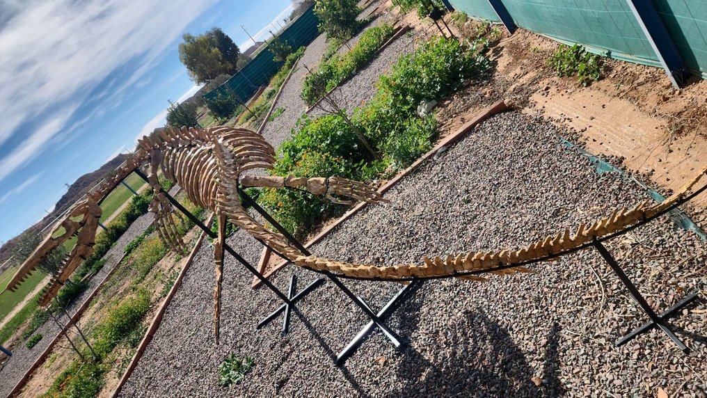 滄龍 - 骨骼化石 - 4.5 m #1.3