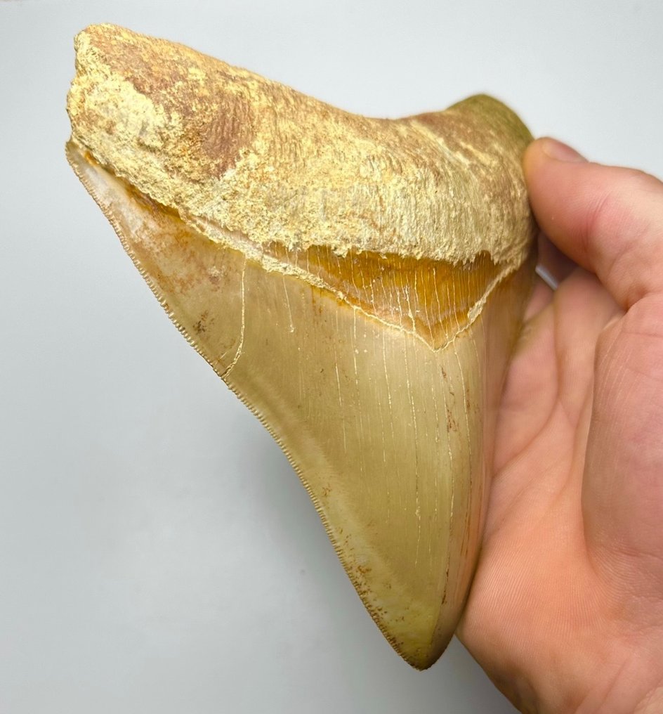 Megalodón - Diente fósil - 14 cm - 11 cm #1.2