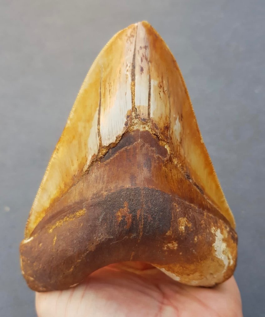 巨齿鲨 - 牙齿化石 - 15 cm - 11 cm #1.1