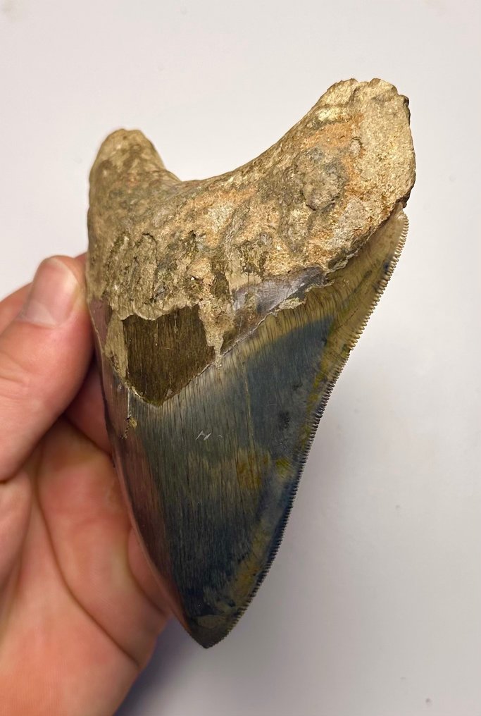 Megalodon - Fossil tann - 13 cm - 10 cm #2.1