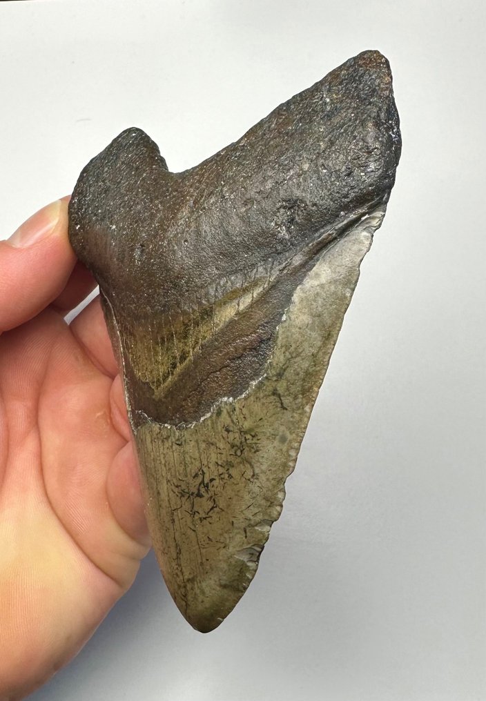 巨牙鯊 - 牙齒化石 - 12 cm - 8 cm #2.1