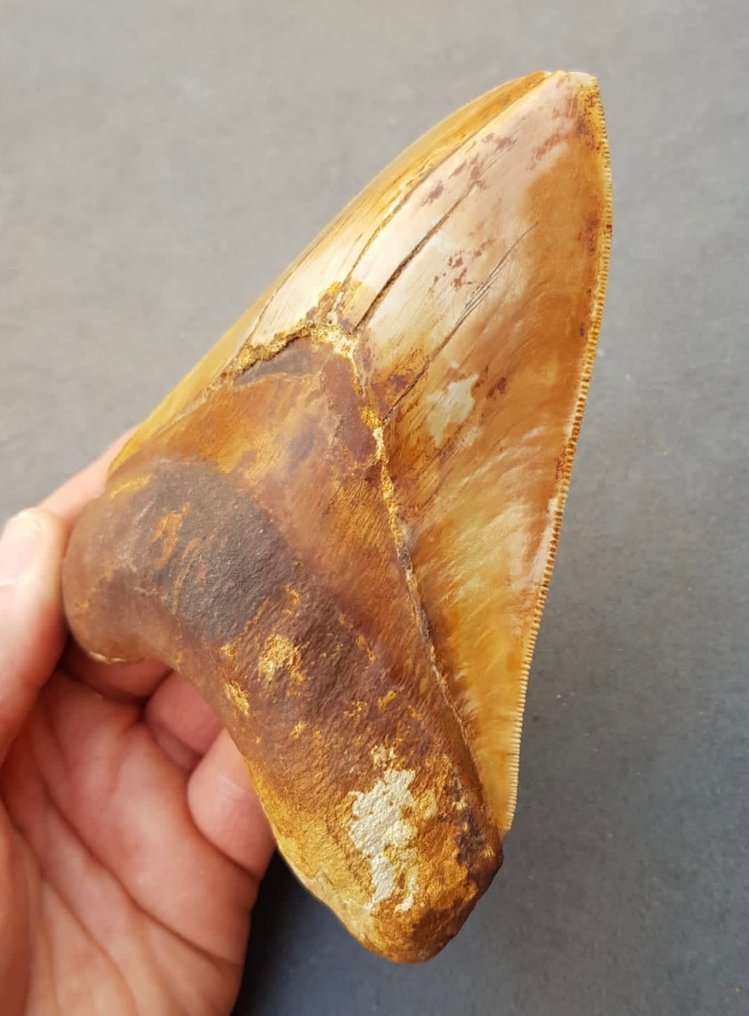 巨齿鲨 - 牙齿化石 - 15 cm - 11 cm #1.2