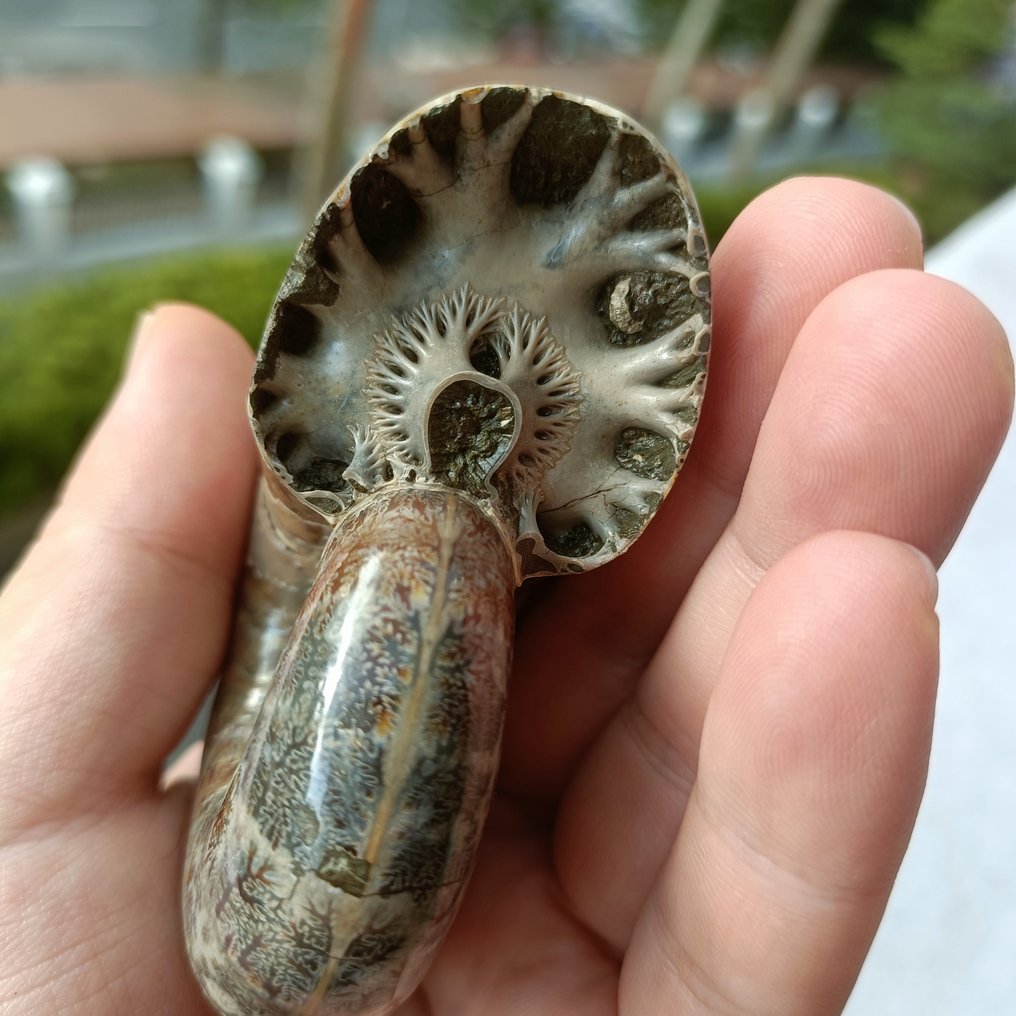 Απολιθωμένο ζώο - The fractal growth pattern of an ammonite septum #3.2