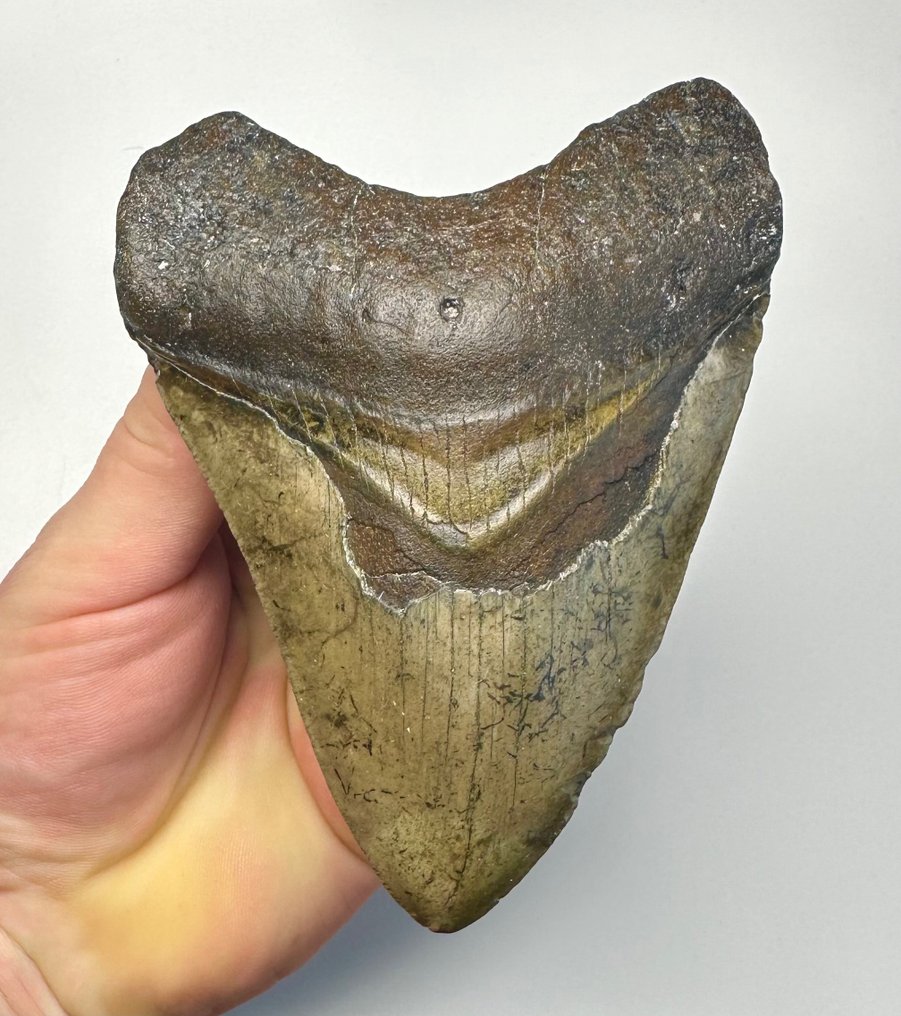 巨牙鯊 - 牙齒化石 - 12 cm - 8 cm #1.1