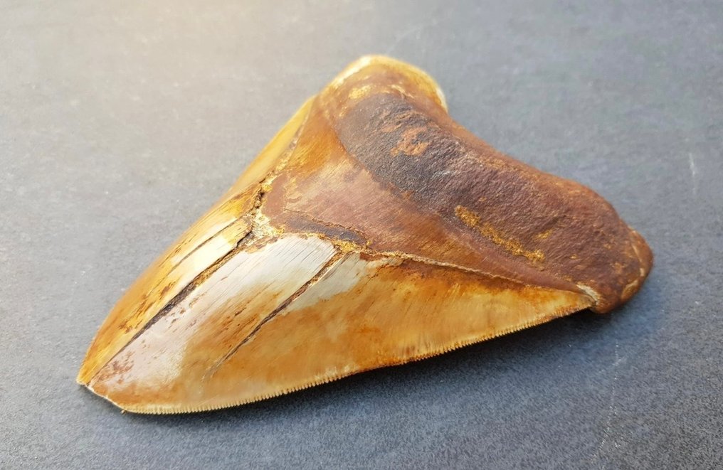 巨齿鲨 - 牙齿化石 - 15 cm - 11 cm #2.1