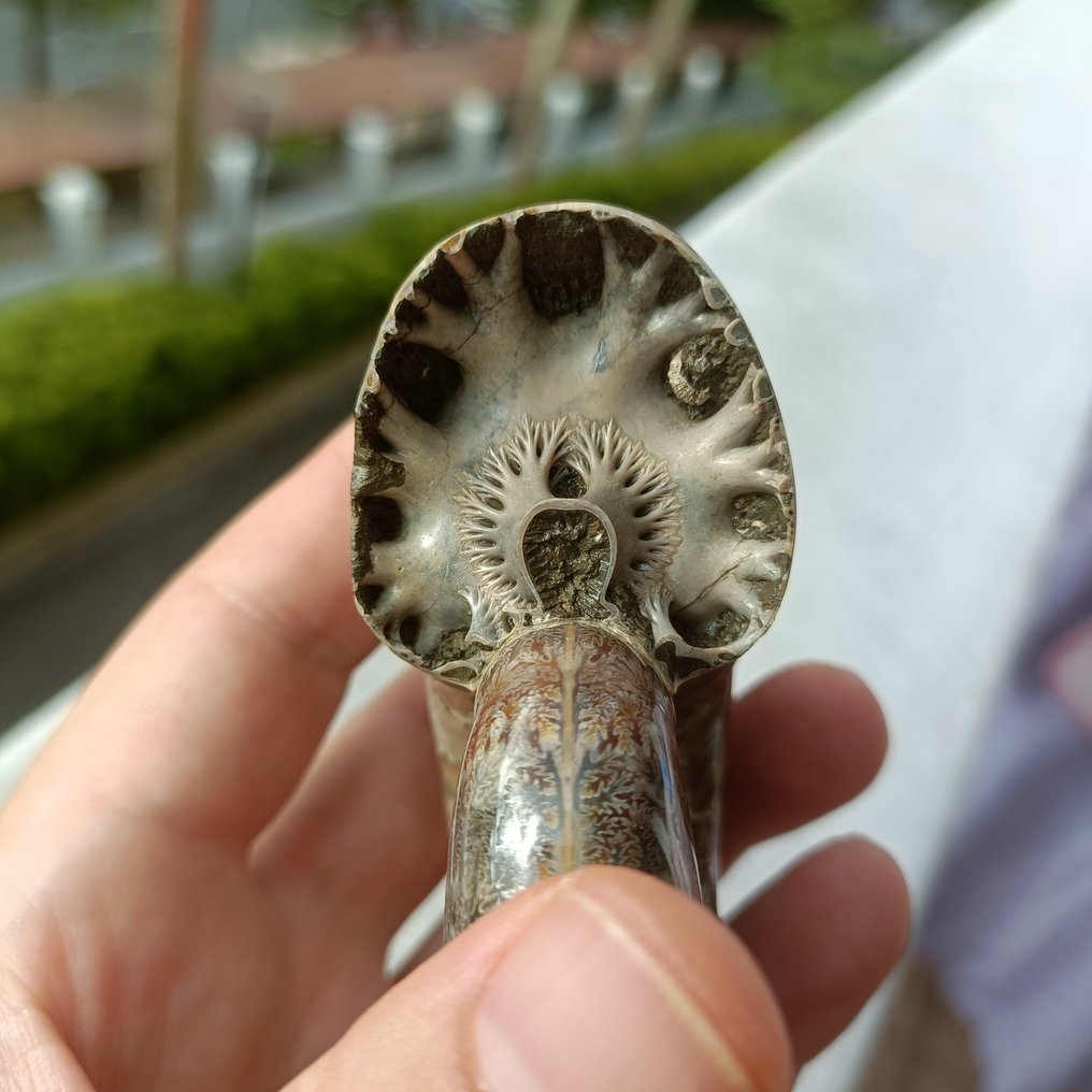 Απολιθωμένο ζώο - The fractal growth pattern of an ammonite septum #1.0