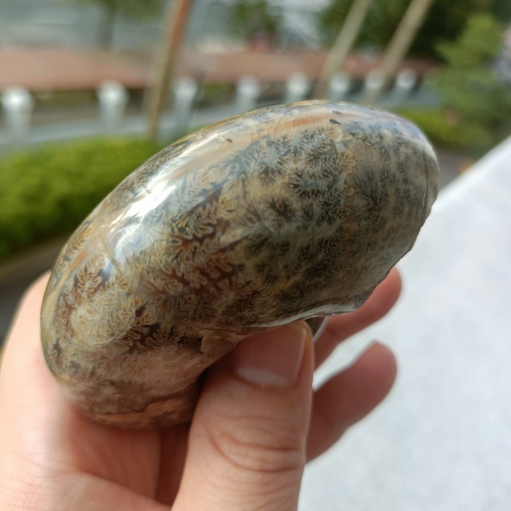 Απολιθωμένο ζώο - The fractal growth pattern of an ammonite septum #2.1