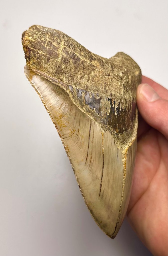 巨齿鲨 - 牙齿化石 - 13 cm - 10 cm #2.1