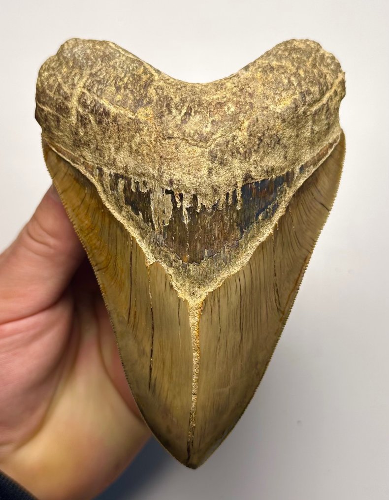 巨齿鲨 - 牙齿化石 - 13 cm - 10 cm #1.1