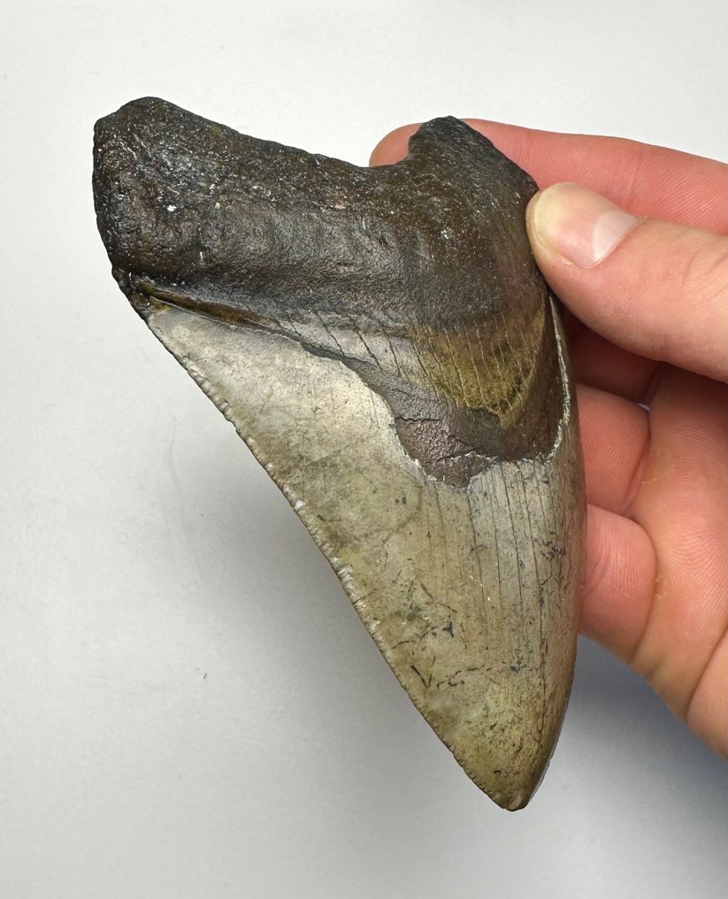 Megalodon - Fossiler Zahn - 12 cm - 8 cm #2.2