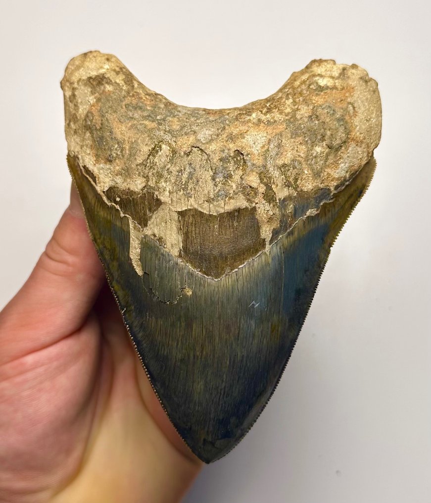 巨齿鲨 - 牙齿化石 - 13 cm - 10 cm #1.1