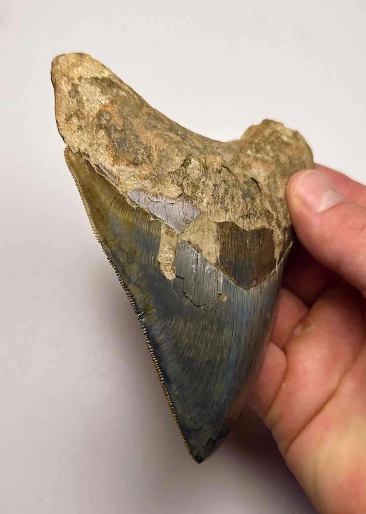 Megalodon - Fossil tand - 13 cm - 10 cm #2.2