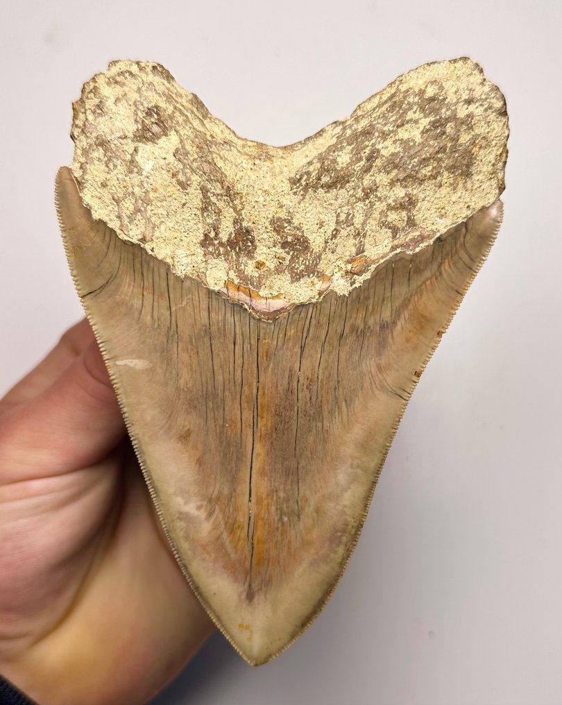 巨齿鲨 - 牙齿化石 - 13 cm - 10 cm #1.2