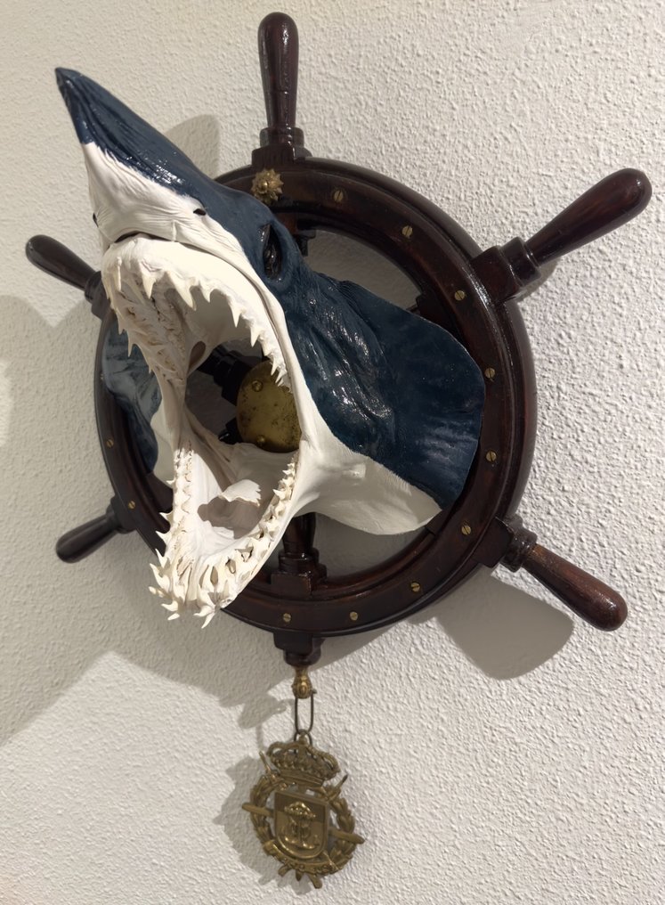 Falcă de rechin Mako cu cârmă autentică de barcă Taxidermie montură cap - Isurus oxyrinchus - 80 cm - 54 cm - 32 cm - 1 #2.1