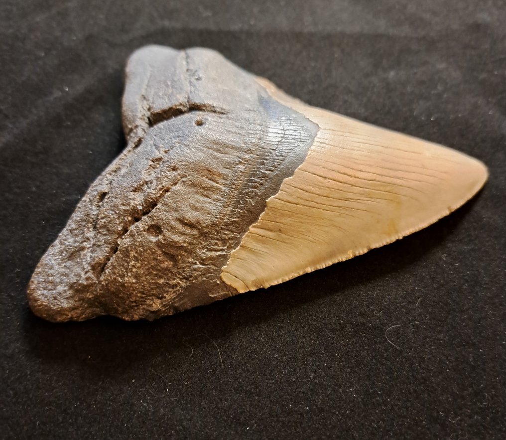 Megalodon - Fossiiliset hampaat - BIG USA MEGALODON TOOTH - 12.7 cm - 10 cm #2.1