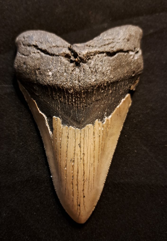 巨齿鲨 - 牙齿化石 - original USA MEGALODON TOOTH - 12.5 cm - 8.2 cm #1.1