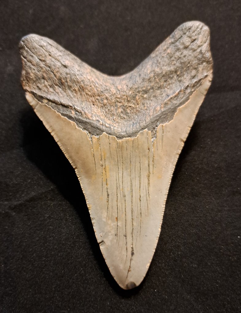 Megalodon - Dinte fosilă - USA MEGALODON TOOTH - 11.5 cm - 8.2 cm #2.1