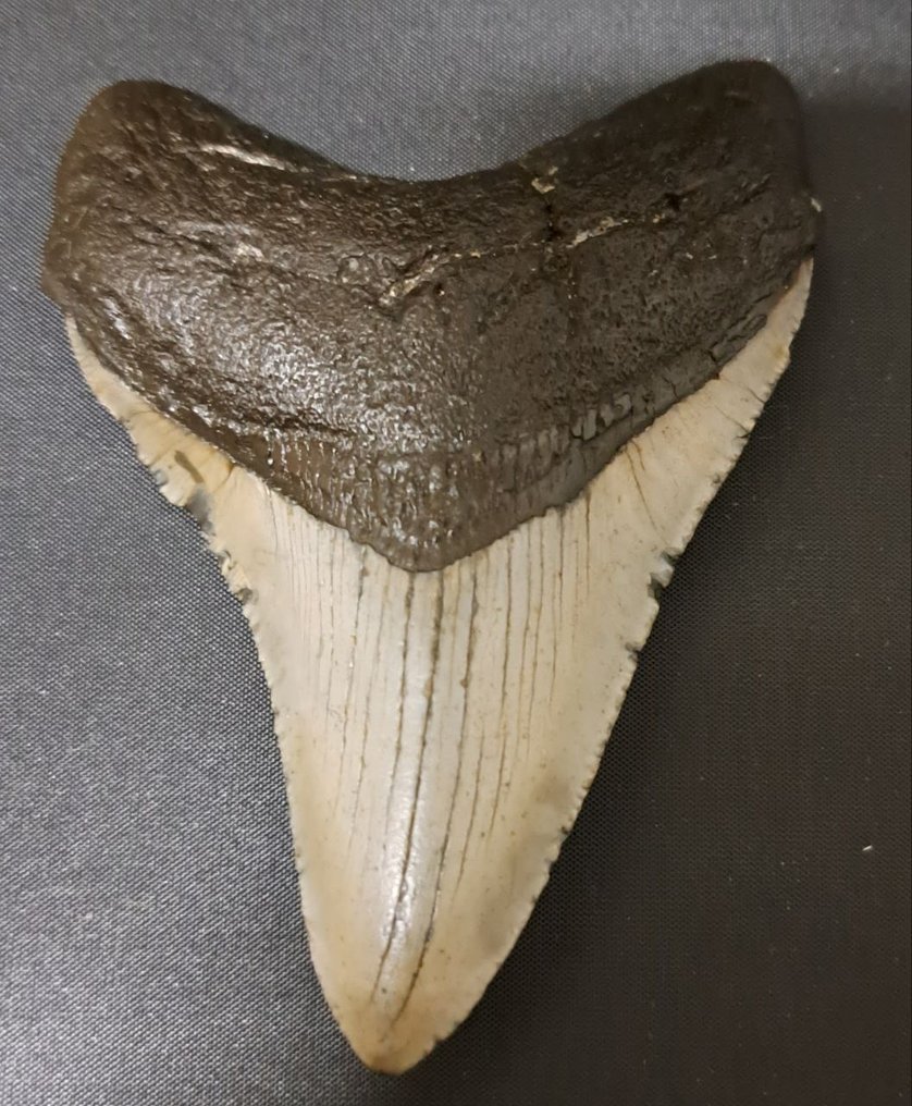 Megalodon - Dinte fosilă - USA MEGALODON TOOTH - 10 cm - 7.1 cm #1.1