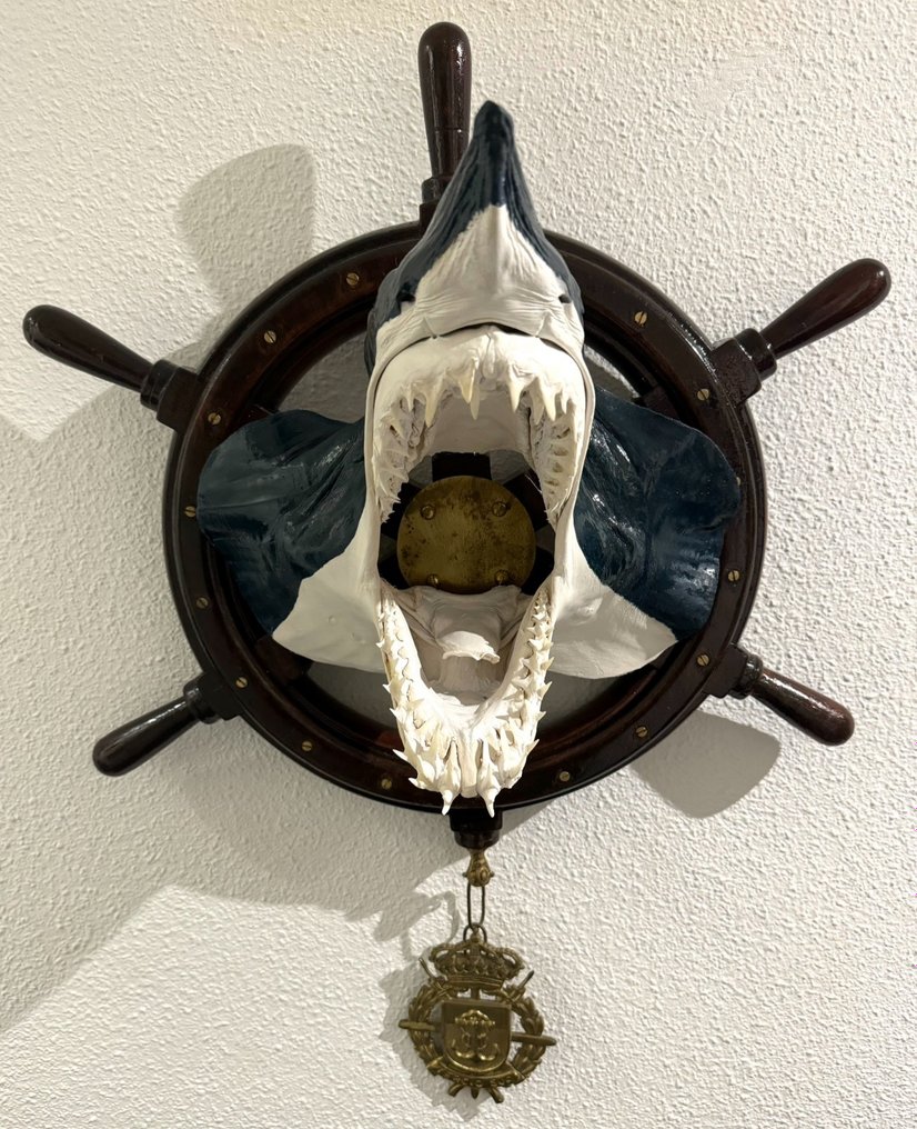 Falcă de rechin Mako cu cârmă autentică de barcă Taxidermie montură cap - Isurus oxyrinchus - 80 cm - 54 cm - 32 cm - 1 #1.1