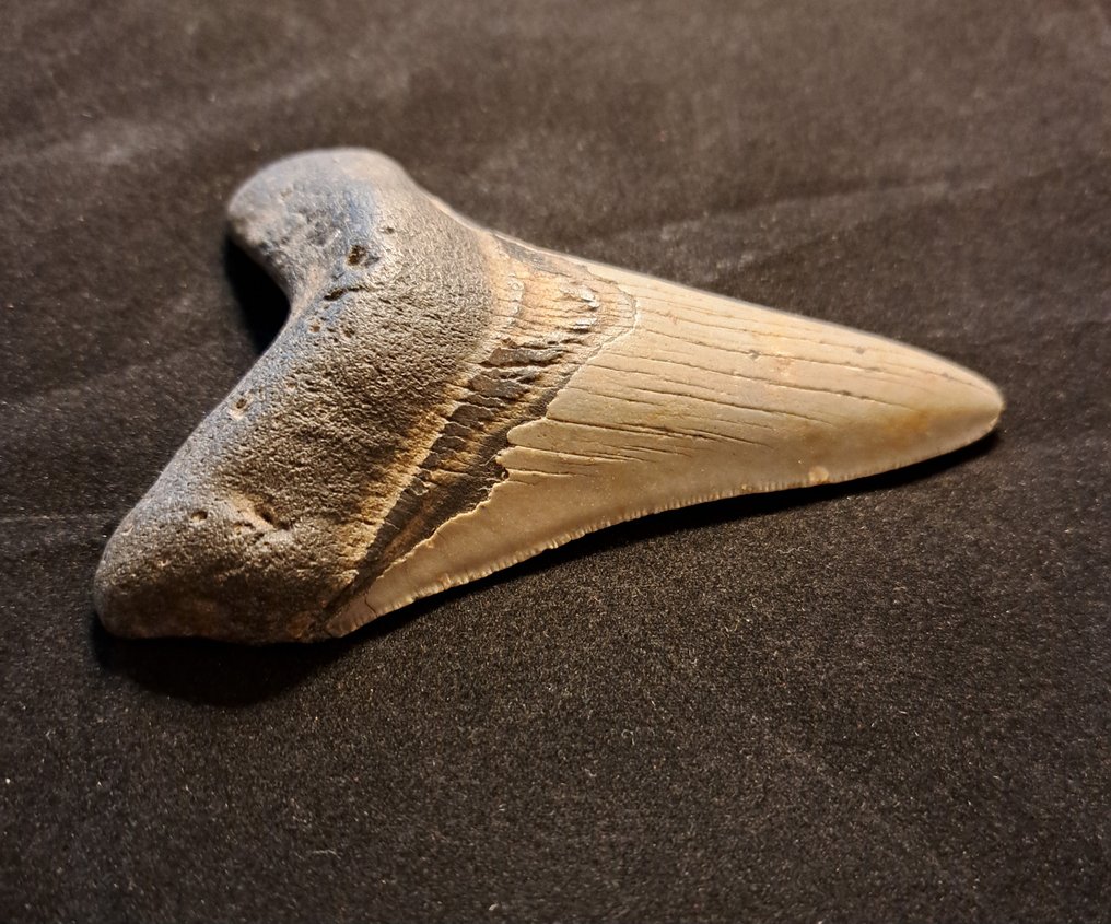 巨齿鲨 - 牙齿化石 - USA MEGALODON TOOTH - 11.5 cm - 8.2 cm #1.2