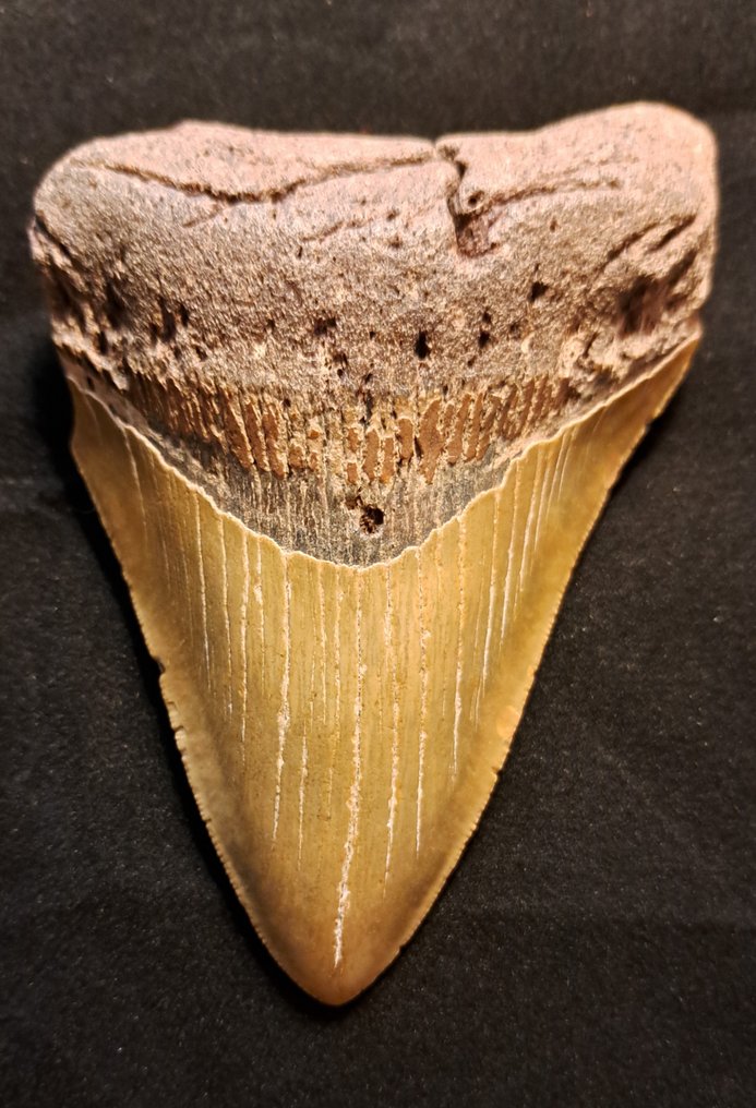 Megalodon - Dente fóssil - FAT n HEAVY USA MEGALODON TOOTH - 13 cm - 9.1 cm #1.1