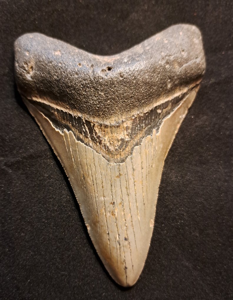 Megalodon - Dinte fosilă - USA MEGALODON TOOTH - 11.5 cm - 8.2 cm #1.1