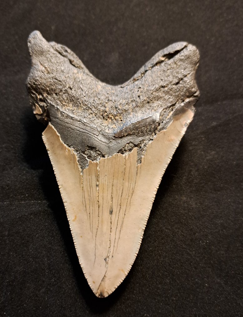 巨齿鲨 - 牙齿化石 - original USA MEGALODON TOOTH - 12.5 cm - 8.2 cm #2.1