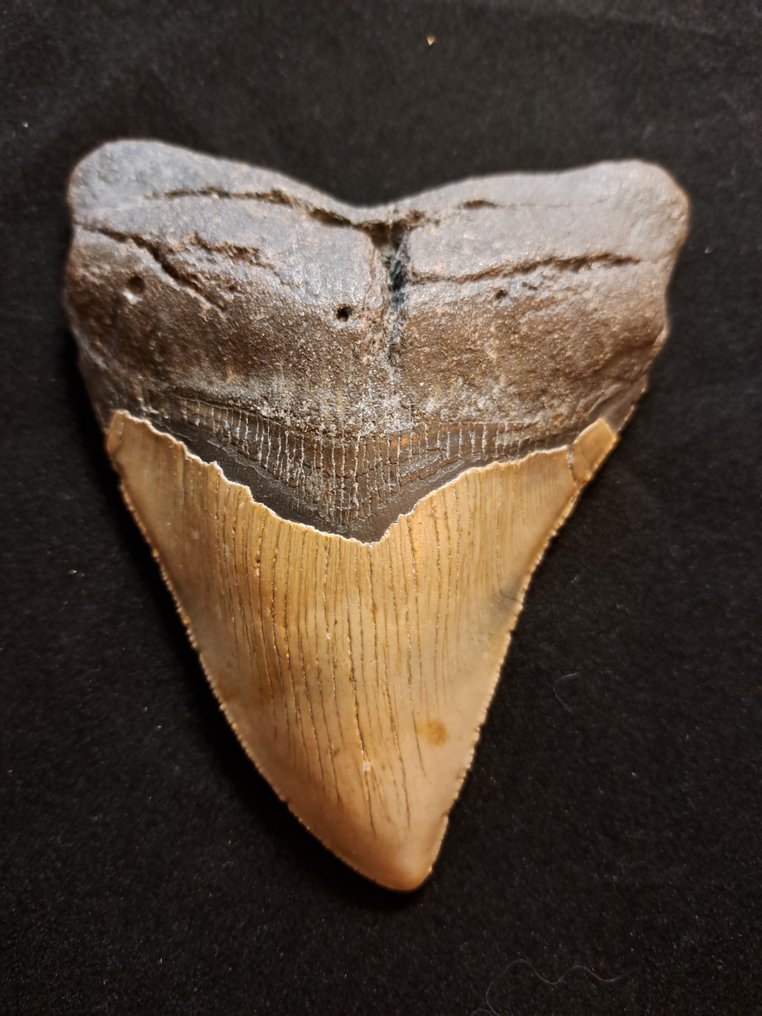 巨齿鲨 - 牙齿化石 - BIG USA MEGALODON TOOTH - 12.7 cm - 10 cm #1.1