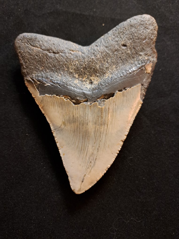 巨齿鲨 - 牙齿化石 - BIG USA MEGALODON TOOTH - 12.7 cm - 10 cm #1.2