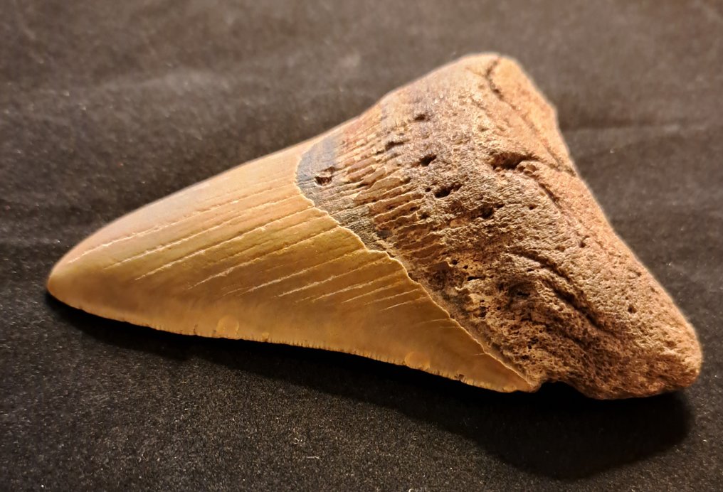 Megalodon - Απολιθωμένο δόντι - FAT n HEAVY USA MEGALODON TOOTH - 13 cm - 9.1 cm #1.2