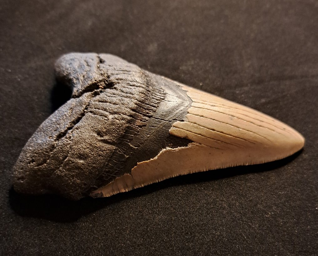 巨齿鲨 - 牙齿化石 - original USA MEGALODON TOOTH - 12.5 cm - 8.2 cm #1.3