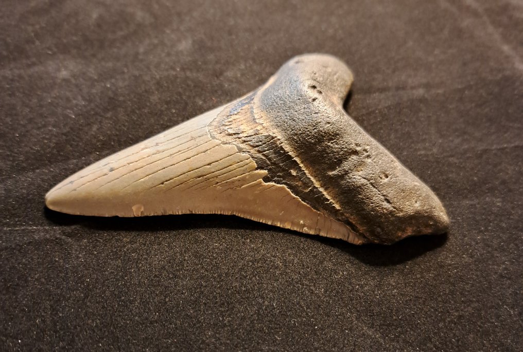 Megalodón - Diente fósil - USA MEGALODON TOOTH - 11.5 cm - 8.2 cm #1.3
