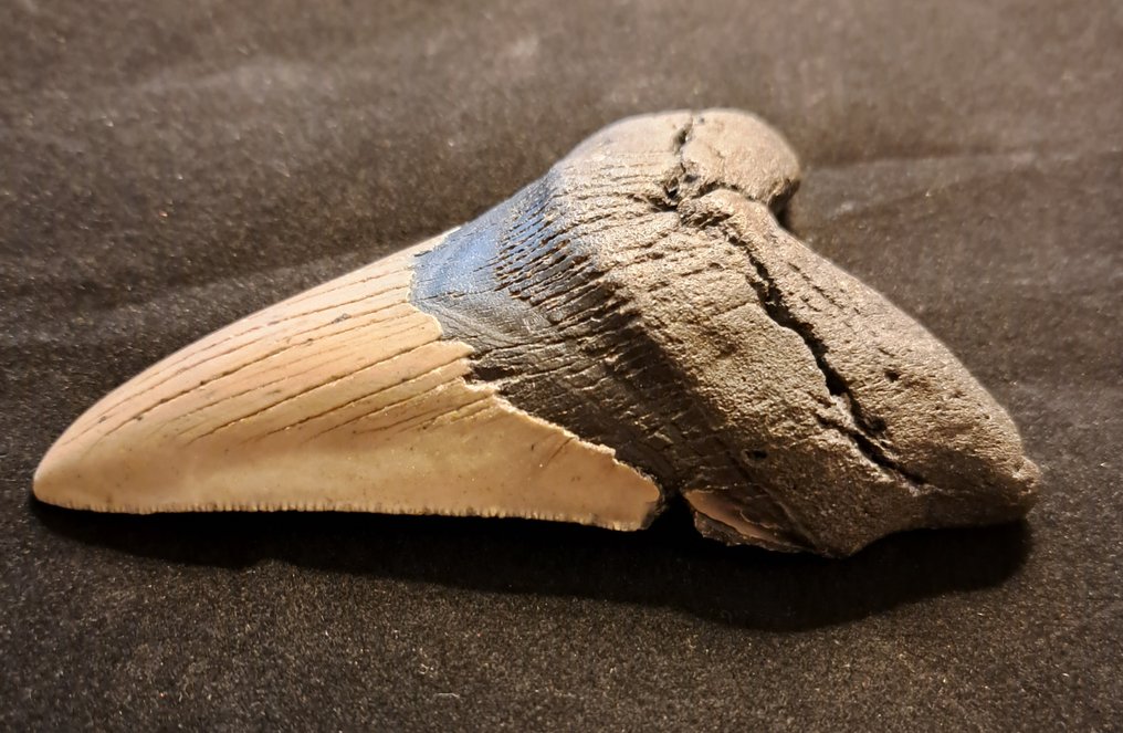 巨齿鲨 - 牙齿化石 - original USA MEGALODON TOOTH - 12.5 cm - 8.2 cm #1.2
